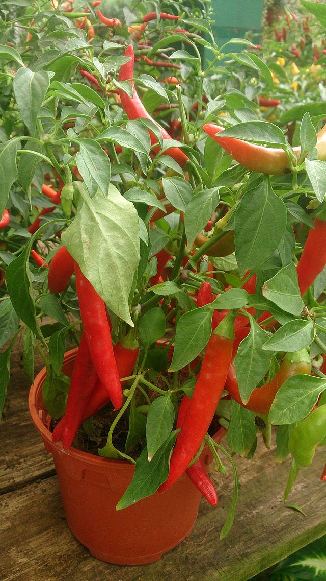 chilli-plant