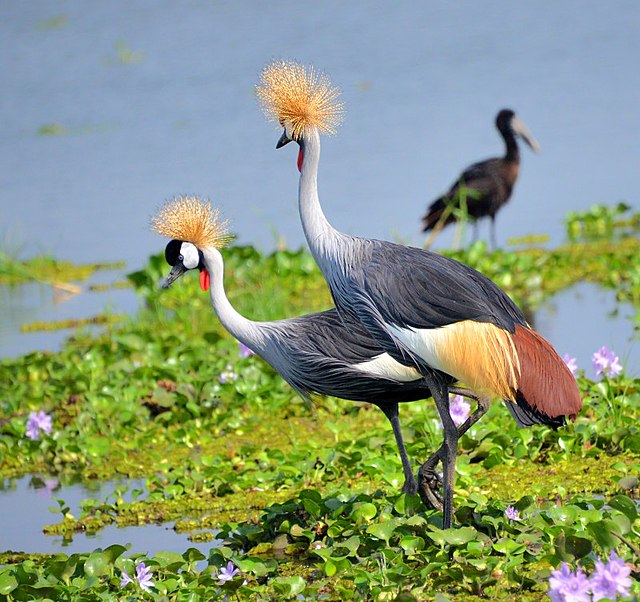 crested crane