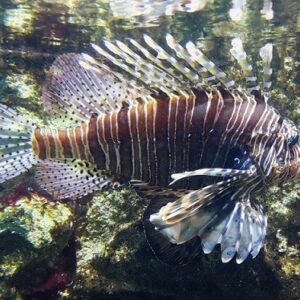 lion fish you know what blog