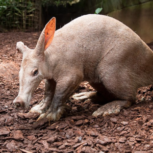 aardvark dictionary