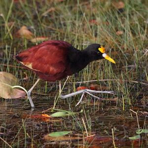 Jacana animal you know what blog general knowledge quiz