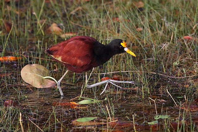 Jacana animal you know what blog general knowledge quiz