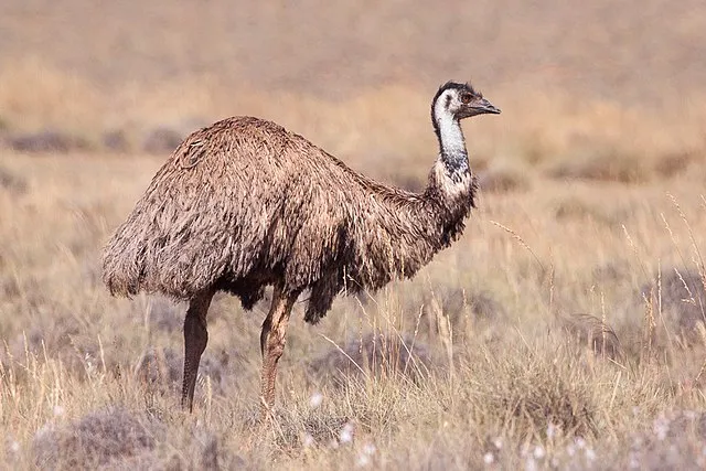 emu history quiz you know what blog