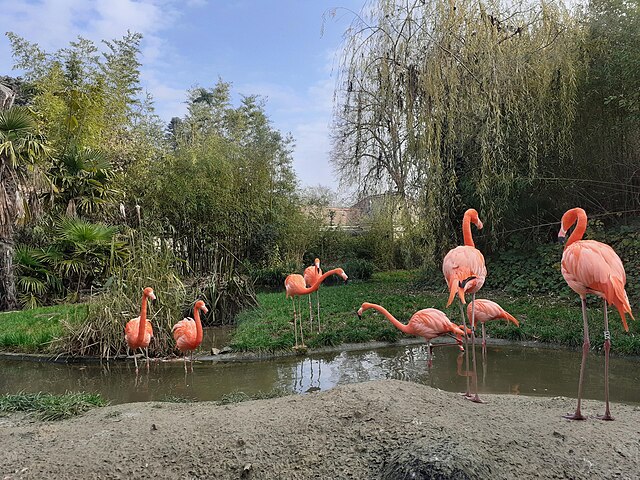 flamingoes science trivia questions