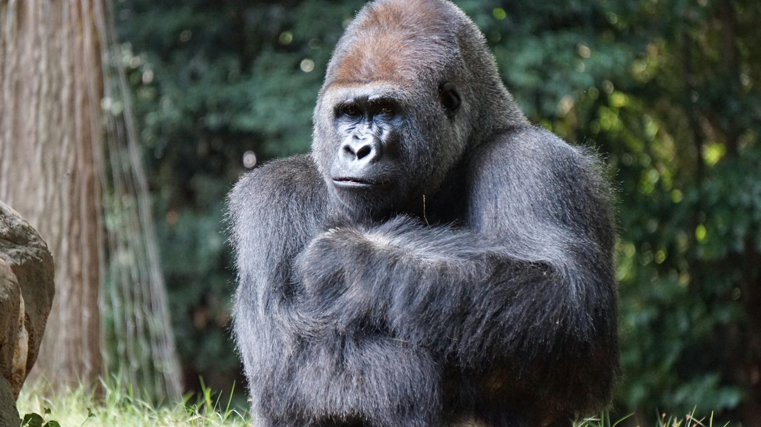 gorilla youknowwhatblog letter quiz