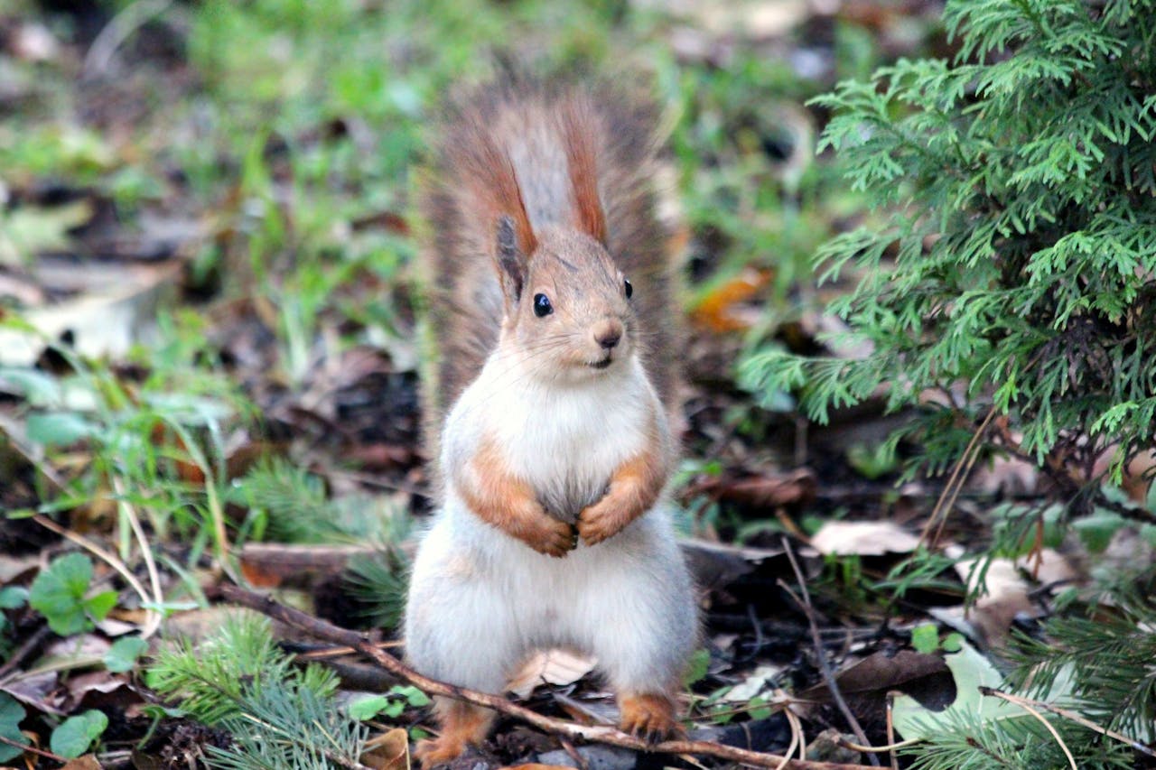 squirrel youknowwhatblog norse mythology