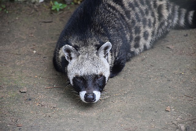 civet animal kingdom quiz