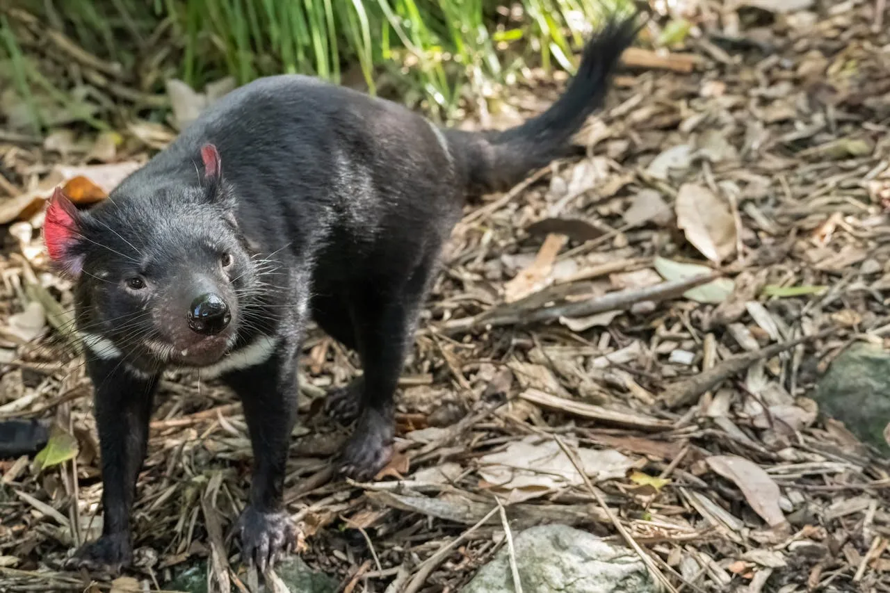 tasmanian devil animal kingdom quiz