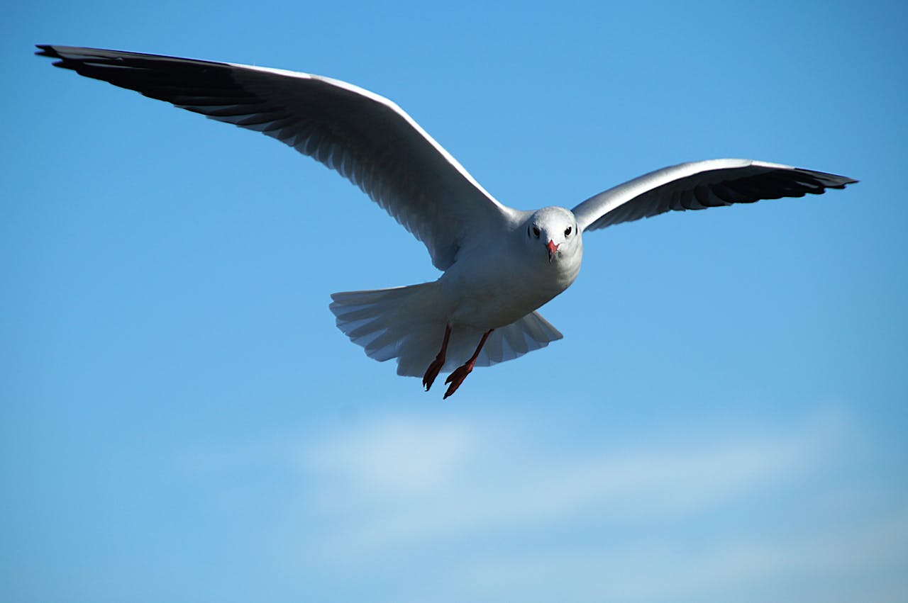 seagulls premier league quiz