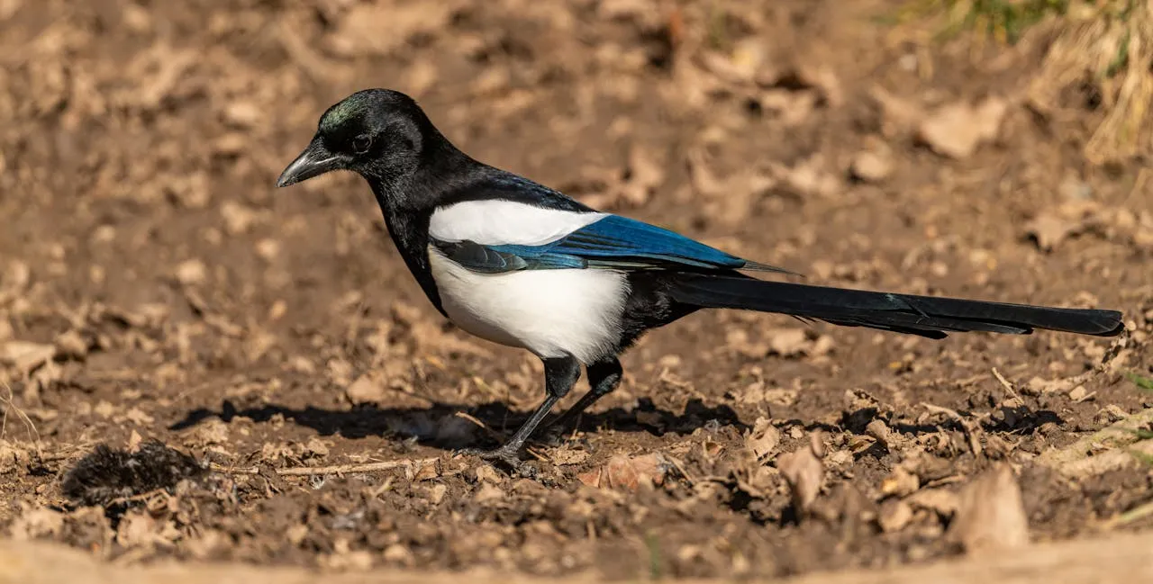 magpie premier league nicknames quiz