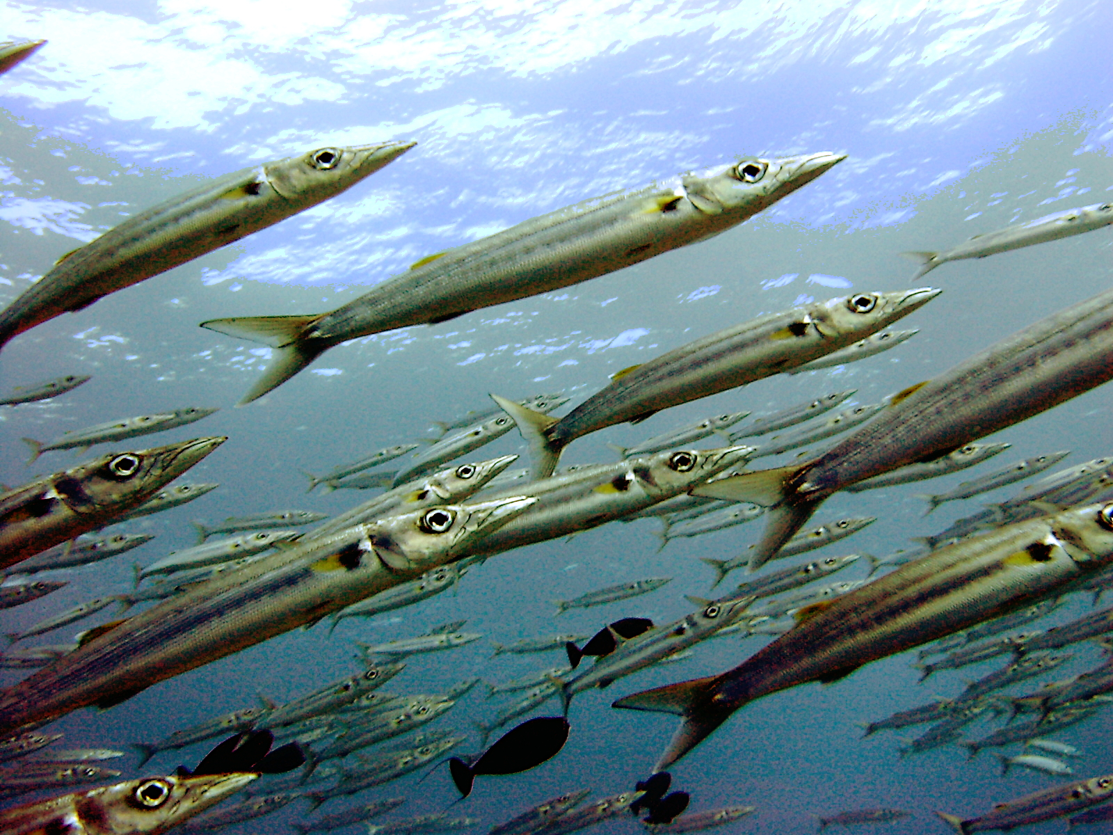 barracuda fish a quiz in b