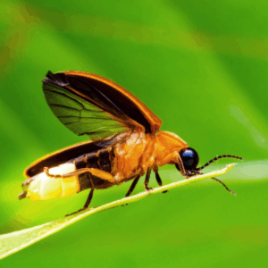 firefly