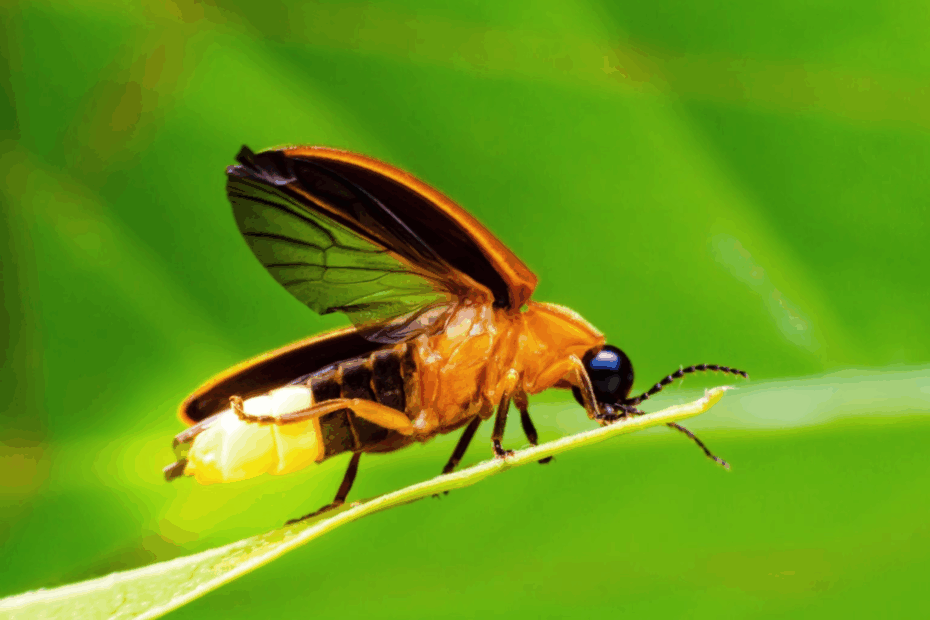 firefly