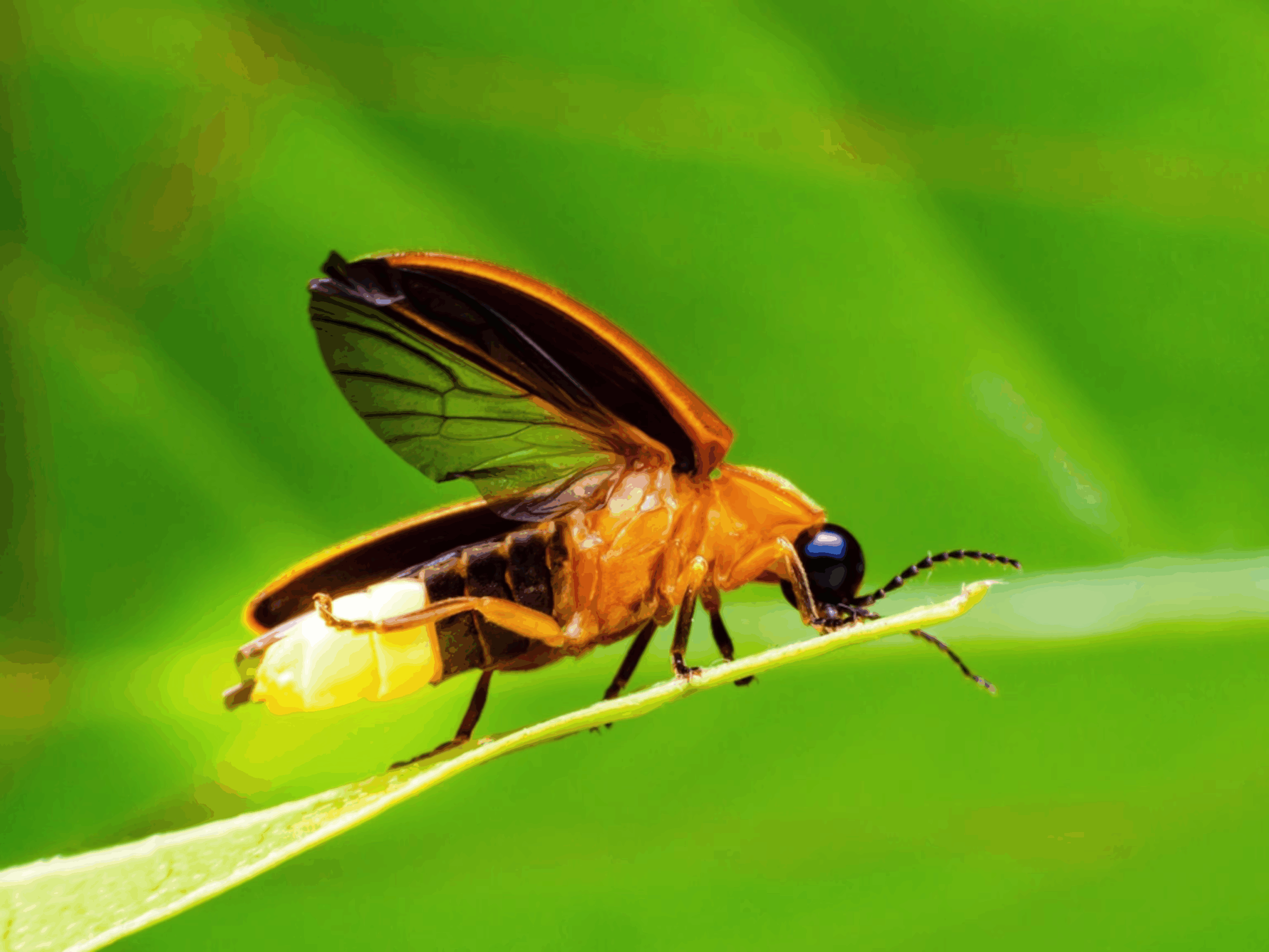 firefly