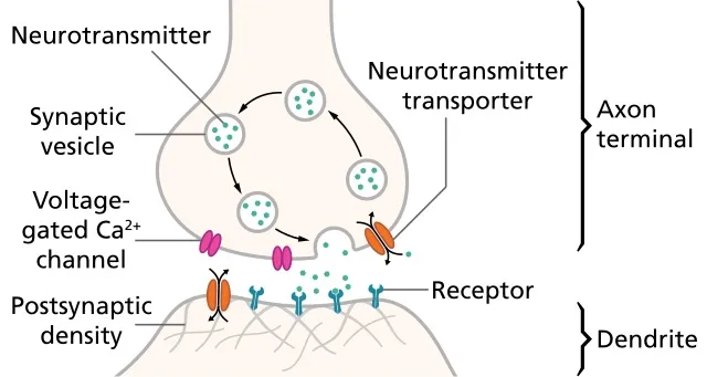neurons ykwblog