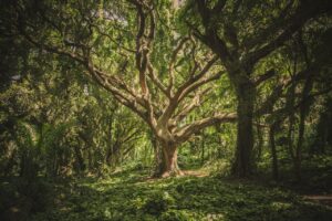 tree forest biology trivia questions ykwblog