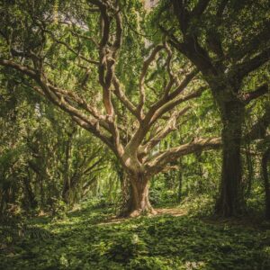 tree forest biology trivia questions ykwblog