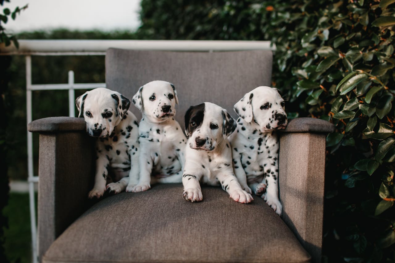 dalmatians chemical elements quiz