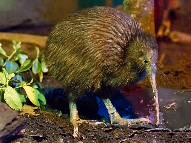 flightless bird new zealand ykwblog